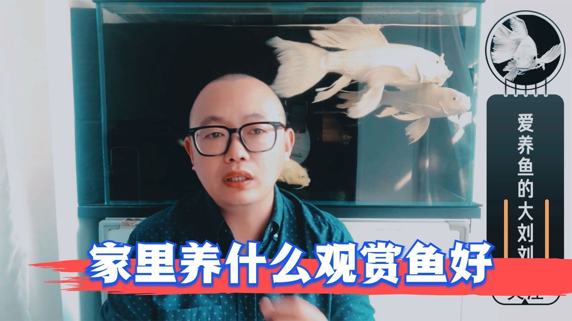 家里一般養什么魚最好，家庭養魚首選！盤點最適合新手飼養的10種