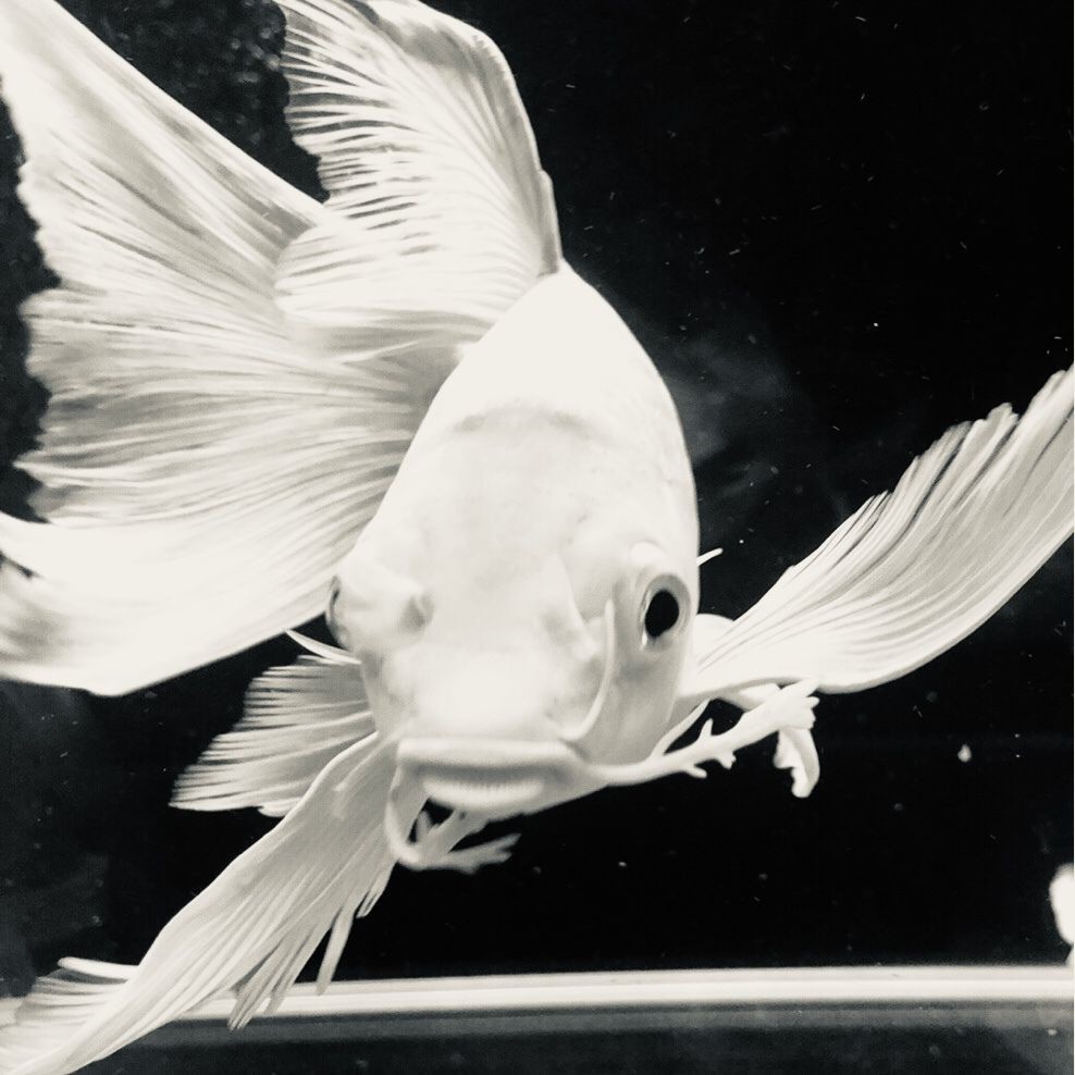 家里一般養什么魚最好，家庭養魚首選！盤點最適合新手飼養的10種