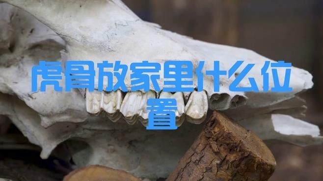 家里放一塊虎骨好嗎，家中擺放虎骨