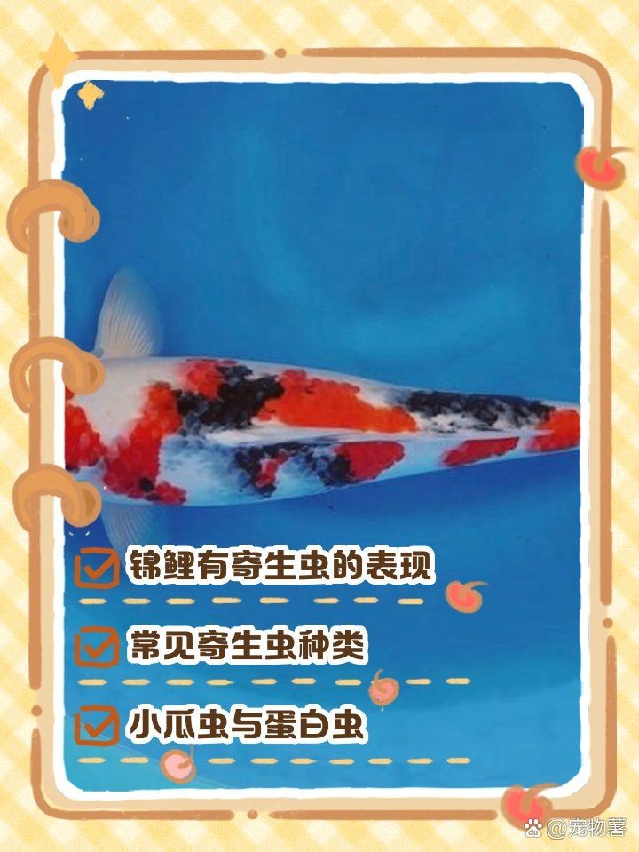 怎么判斷錦鯉有寄生蟲，錦鯉寄生蟲感染的五大典型