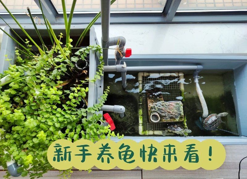 家用養烏龜專用缸，家庭養龜必備！高顏值實用型烏龜專用飼養缸