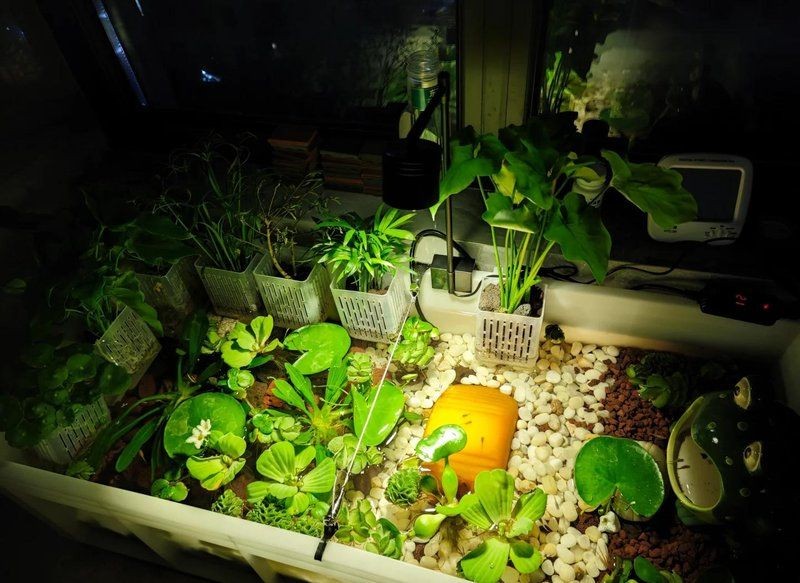 家用養烏龜專用缸，家庭養龜必備！高顏值實用型烏龜專用飼養缸