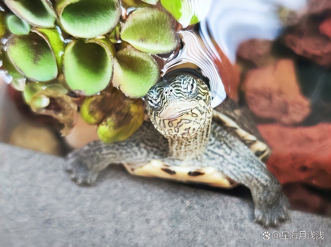 家用養烏龜專用缸，家庭養龜必備！高顏值實用型烏龜專用飼養缸