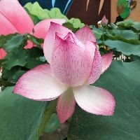 家用養烏龜專用缸，家庭養龜必備！高顏值實用型烏龜專用飼養缸