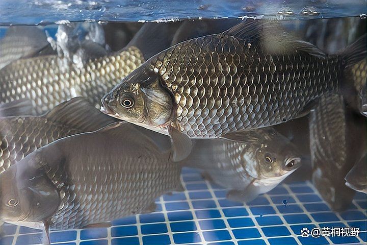 養(yǎng)什么魚(yú)三個(gè)月就可以賣(mài)，三月速成精選5種短周期高收益觀賞魚(yú)養(yǎng)殖