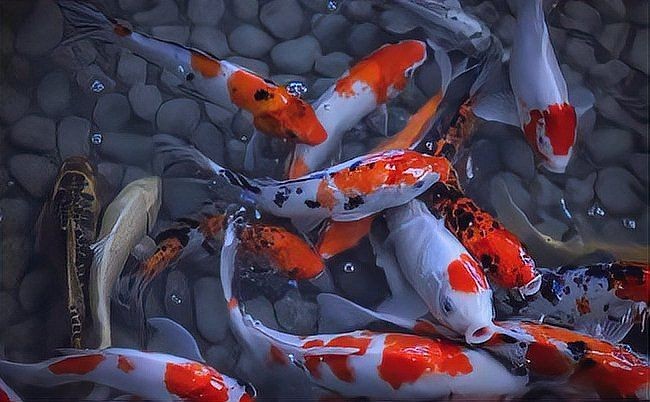 家庭錦鯉魚的養法，家庭錦鯉科學養殖與