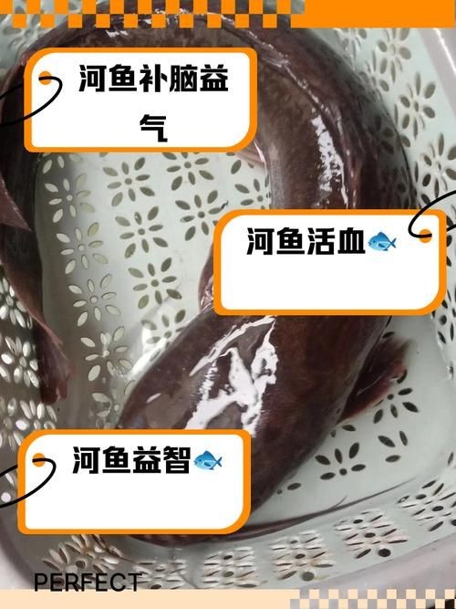 河劍魚圖片，高清精美河劍魚圖片大全，