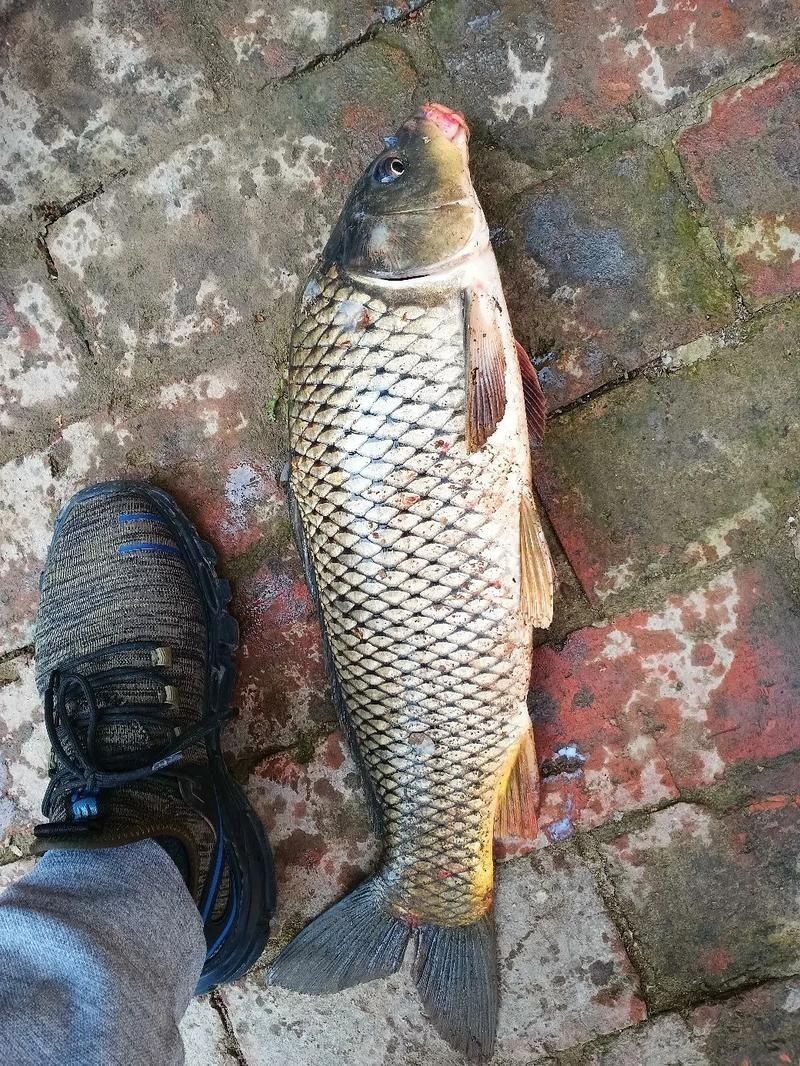 河劍魚圖片，高清精美河劍魚圖片大全，