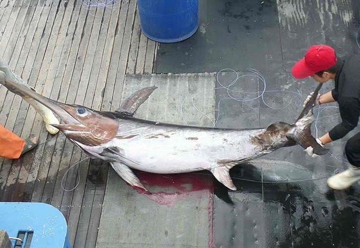 河劍魚圖片，高清精美河劍魚圖片大全，