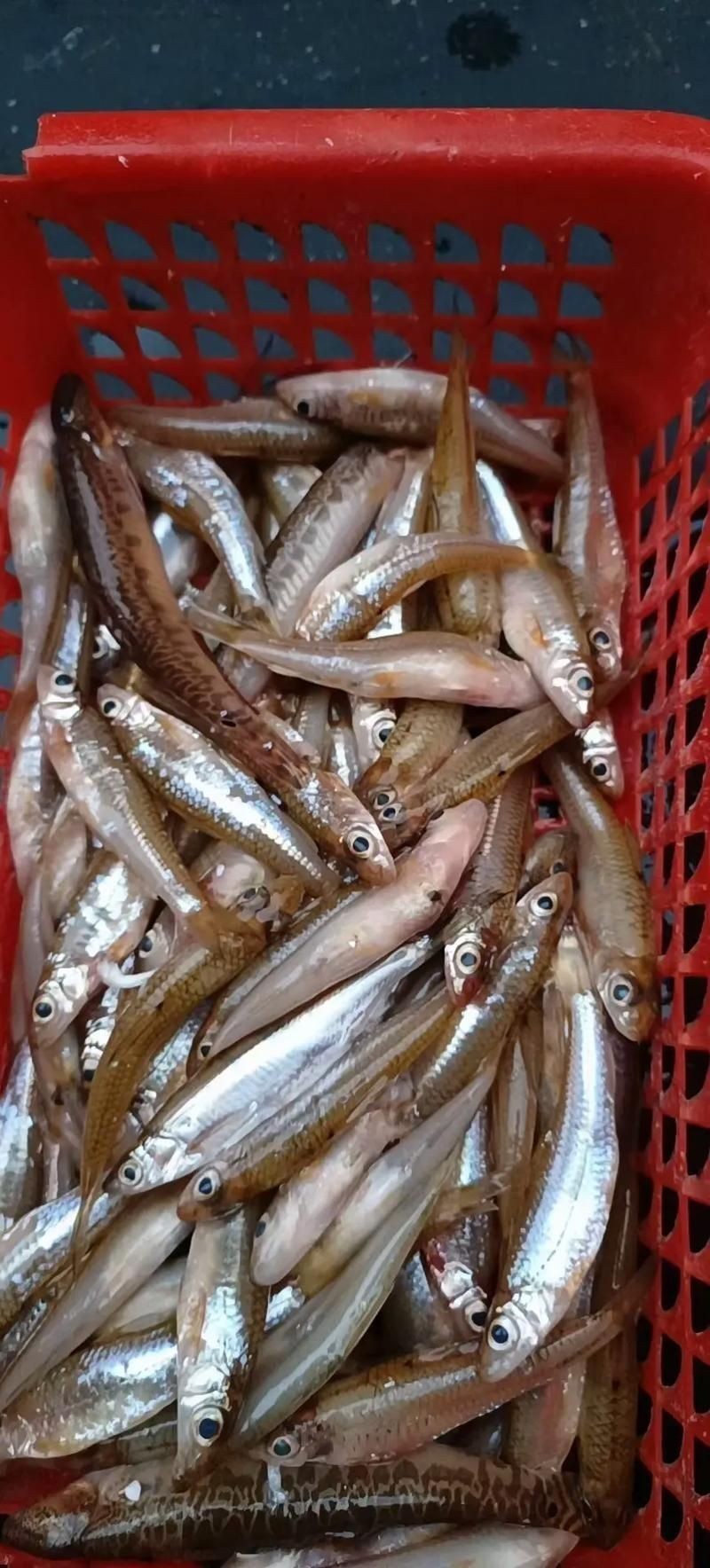 河劍魚圖片，高清精美河劍魚圖片大全，