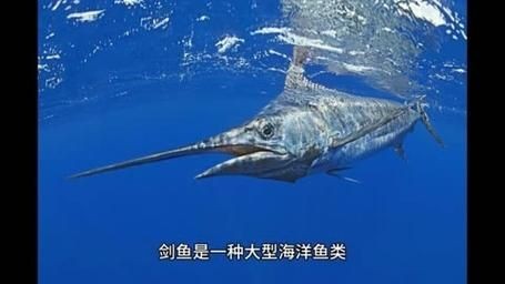 河劍魚圖片，高清精美河劍魚圖片大全，