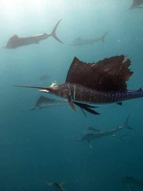 河劍魚圖片，高清精美河劍魚圖片大全，