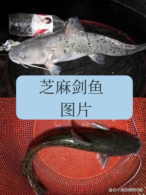 河劍魚圖片，高清精美河劍魚圖片大全，