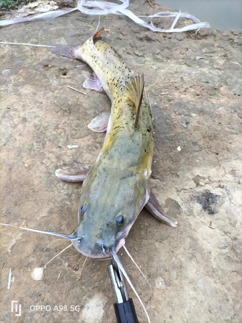 河劍魚圖片，高清精美河劍魚圖片大全，