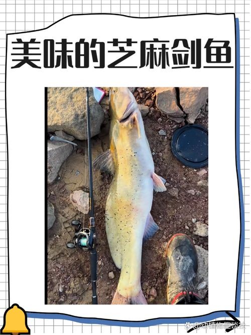 河劍魚圖片，高清精美河劍魚圖片大全，
