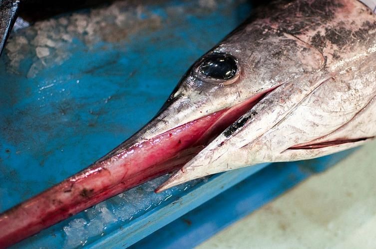 河劍魚圖片，高清精美河劍魚圖片大全，