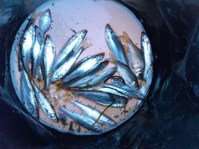 廣東鐮刀魚俗稱，廣東鐮刀魚的 廣東鐮刀魚俗稱，廣東鐮刀魚的 龍魚論壇 第7張