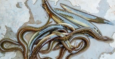 廣東鐮刀魚俗稱，廣東鐮刀魚的 廣東鐮刀魚俗稱，廣東鐮刀魚的 龍魚論壇 第5張