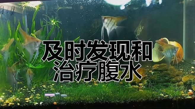 怎么看魚(yú)是不是腹水，實(shí)用指南，三步教你精準(zhǔn)判斷觀賞魚(yú)是否出現(xiàn)
