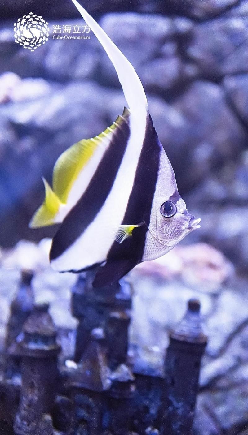 關刀魚品種大全 合集，關刀魚品種全解析，熱門觀賞