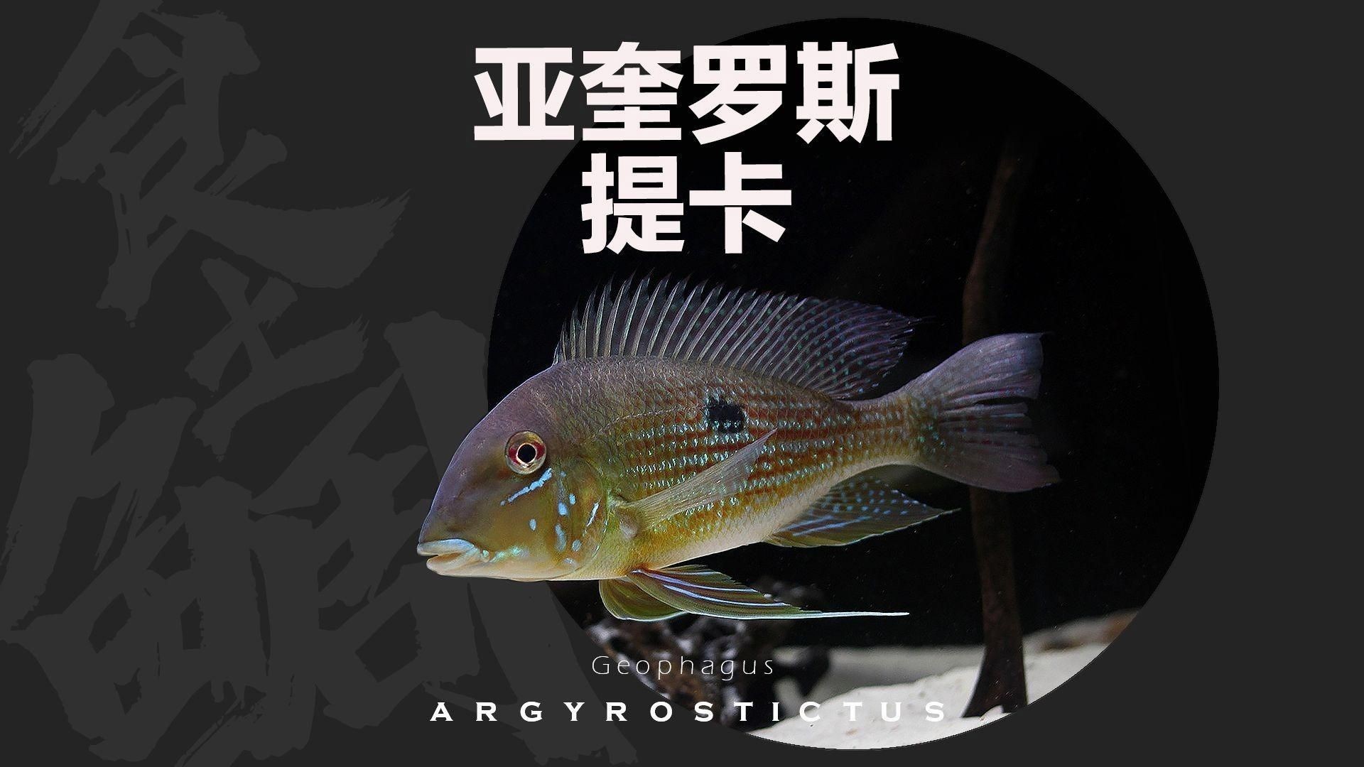 關刀魚品種大全 合集，關刀魚品種全解析，熱門觀賞