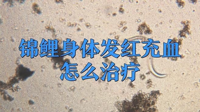 白錦鯉身體發紅用什么藥，白錦鯉體表發紅應急處理！科學用藥方案與
