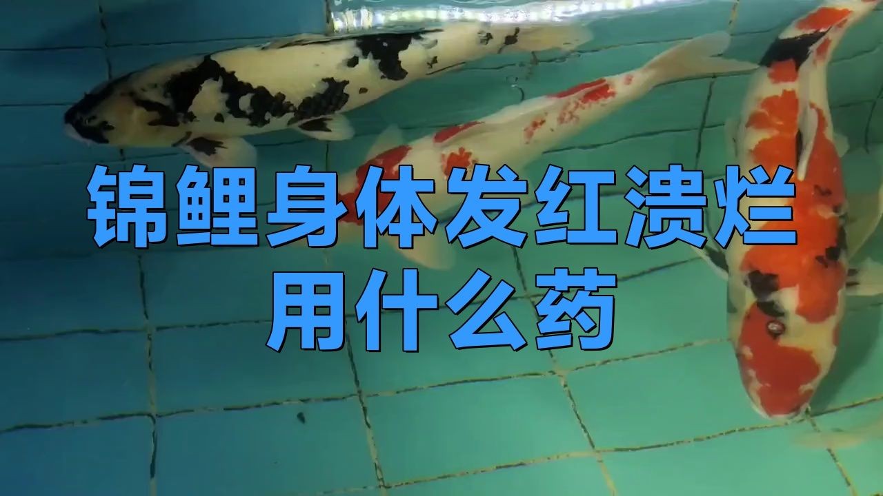 白錦鯉身體發紅用什么藥，白錦鯉體表發紅應急處理！科學用藥方案與