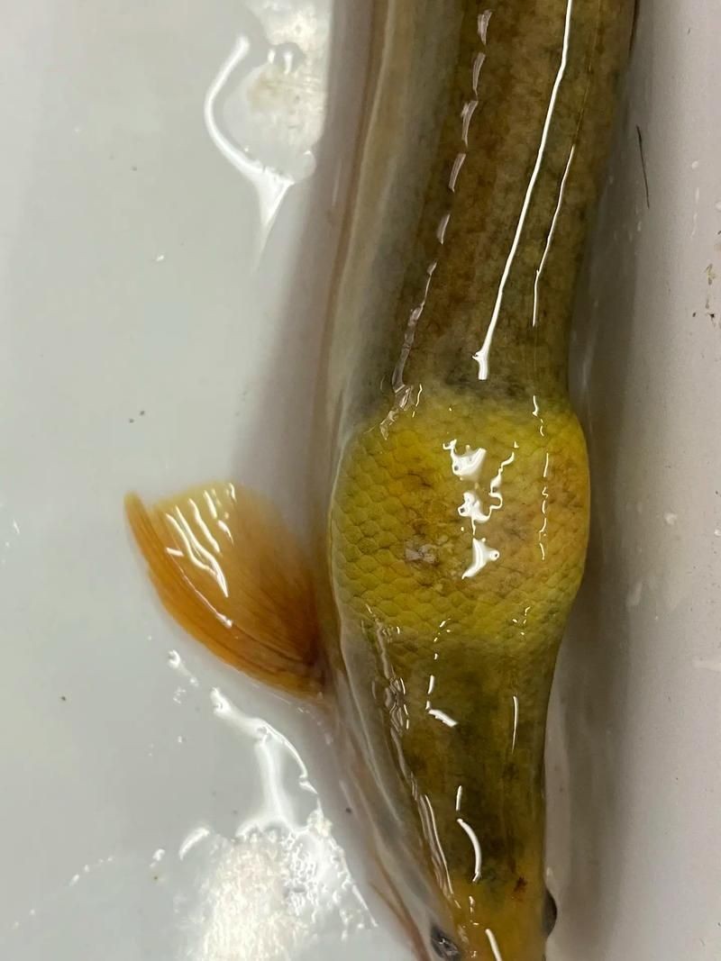 豎鱗病圖片，豎鱗病典型癥狀高清圖片