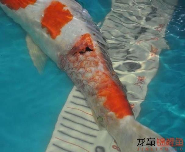 豎鱗病圖片，豎鱗病典型癥狀高清圖片