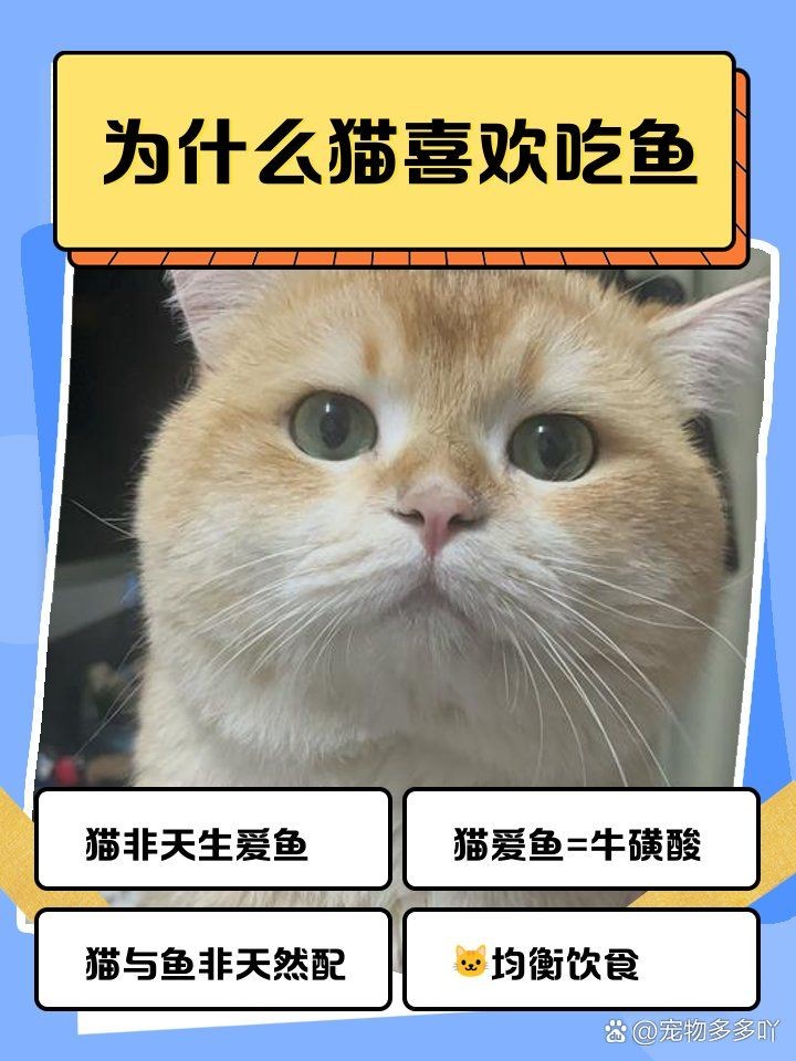 家里養金魚被貓偷吃了，家中萌寵大作戰！金魚竟慘遭貓咪