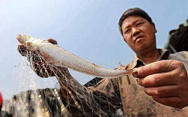 中國最貴的紅龍魚，驚爆！中國最貴紅龍魚身價曝光，堪稱水中勞