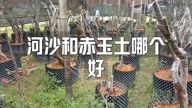 河沙和赤玉土哪個好，河沙VS赤玉土，全面對比助你選出最佳