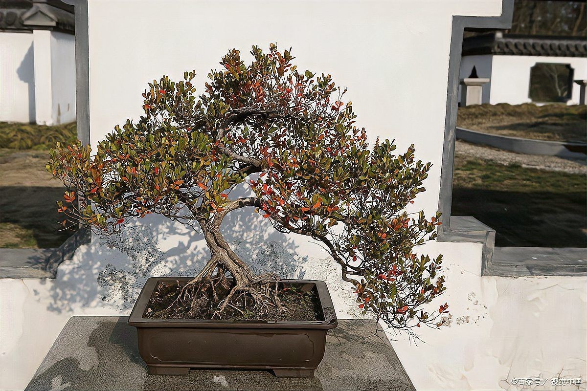 河沙和赤玉土哪個好，河沙VS赤玉土，全面對比助你選出最佳