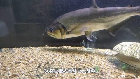 哥倫比亞巨暴魚能長多大，揭秘哥倫比亞巨暴魚令人震驚的最大體型極限