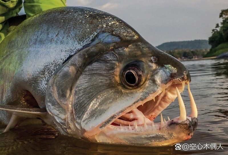 哥倫比亞巨暴魚能長多大，揭秘哥倫比亞巨暴魚令人震驚的最大體型極限