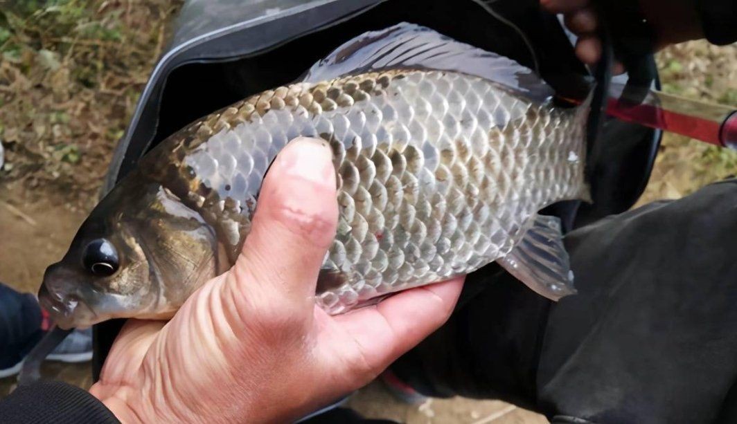 河里抓的小魚能喂銀龍魚嗎，河中捕撈的野生小魚能否安全投喂