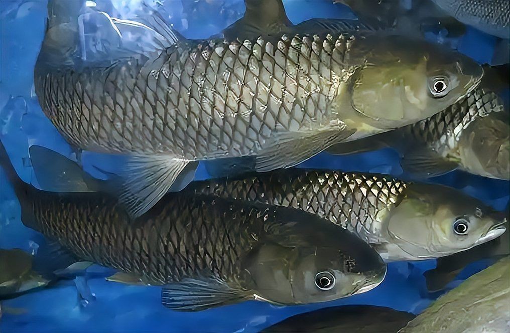 河里抓的小魚能喂銀龍魚嗎，河中捕撈的野生小魚能否安全投喂