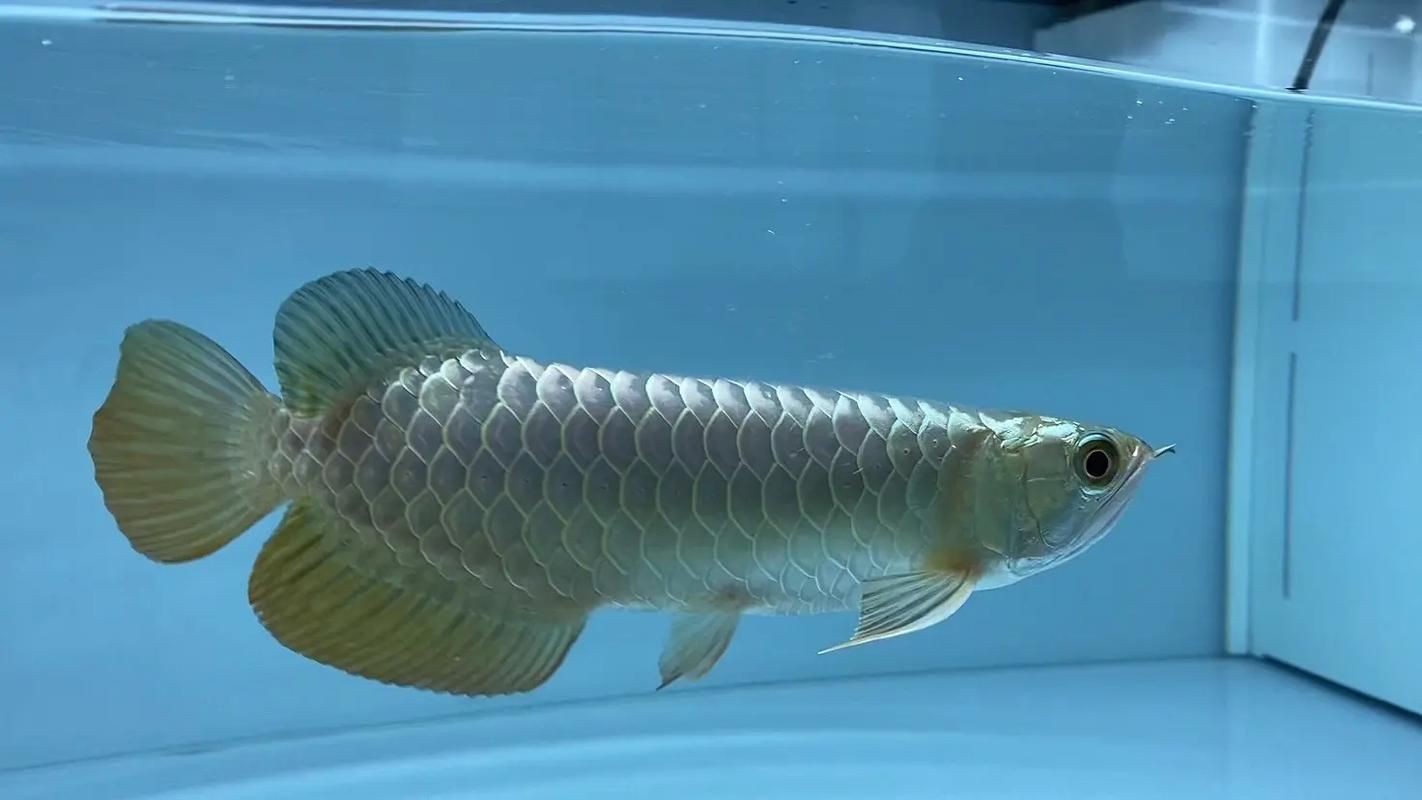 古典過背金龍魚圖片，高清古典過背金龍魚珍品鑒賞