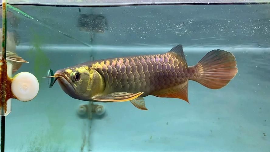 古典過背金龍魚圖片，高清古典過背金龍魚珍品鑒賞