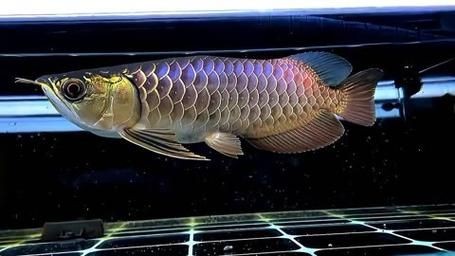 古典過背金龍魚圖片，高清古典過背金龍魚珍品鑒賞