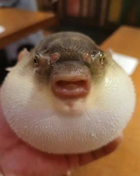 河豚魚的營養價值及功效，探秘河豚魚，全面解析其獨特營養價值與顯著