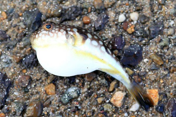 河豚魚的營養價值及功效，探秘河豚魚，全面解析其獨特營養價值與顯著