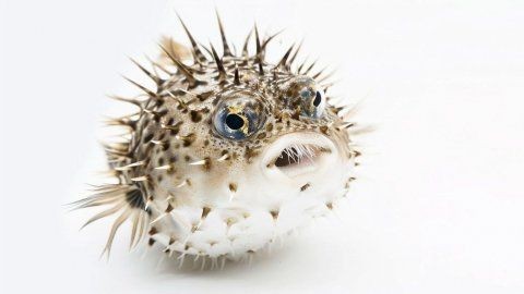 河豚魚的營養價值及功效，探秘河豚魚，全面解析其獨特營養價值與顯著