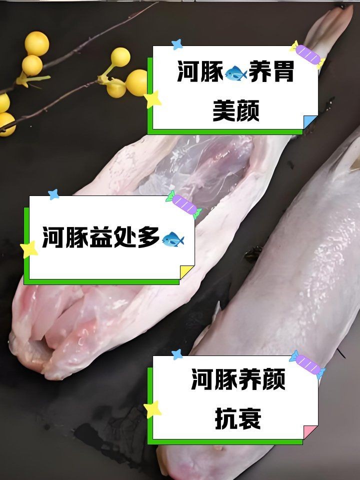河豚魚的營養價值及功效，探秘河豚魚，全面解析其獨特營養價值與顯著