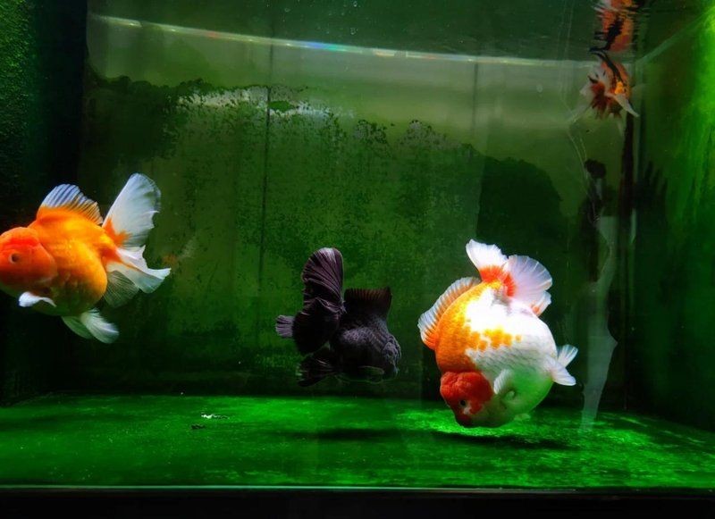 九鼎魚缸最建議買的三樣?xùn)|西，九鼎魚缸必備神器！新手必入的3