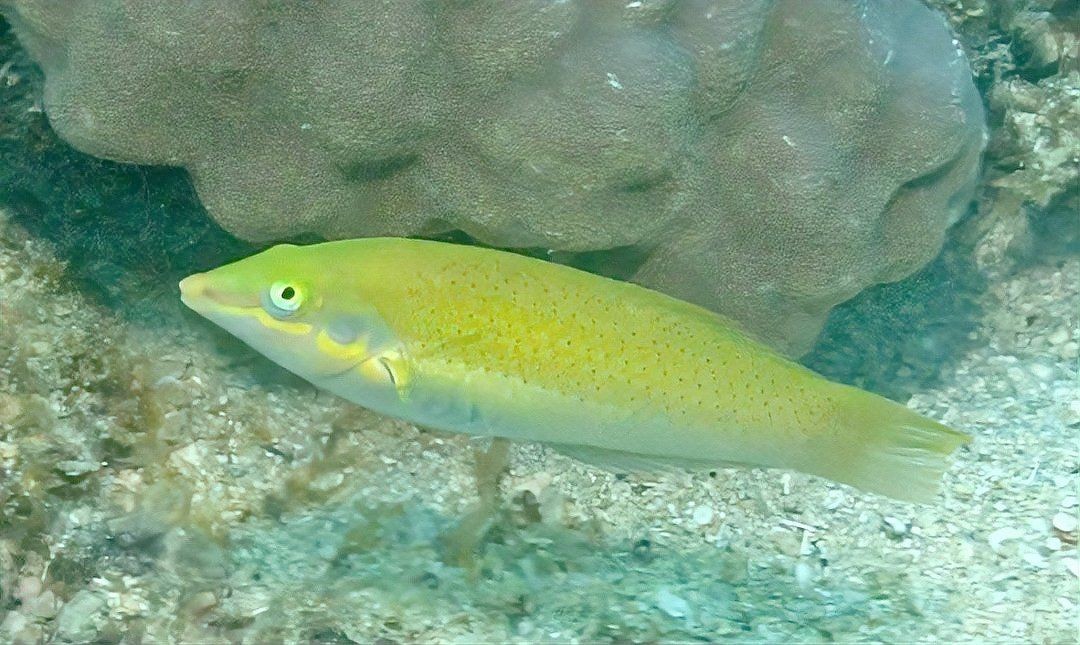 海水青龍魚，探秘奇幻海洋精靈，驚艷絕倫