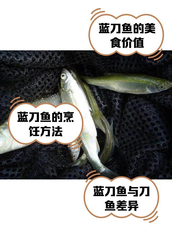 廣東鐮刀魚，探秘廣東特色水產珍饈