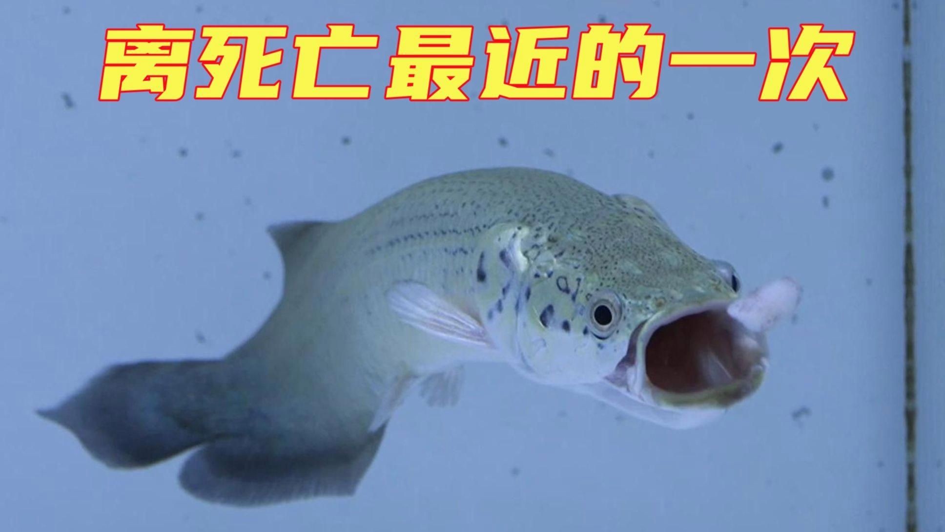 巨骨舌魚的視頻，探秘亞馬遜河巨型奇觀，巨骨舌魚高清實拍
