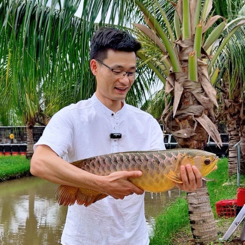巨骨舌魚的視頻，探秘亞馬遜河巨型奇觀，巨骨舌魚高清實拍