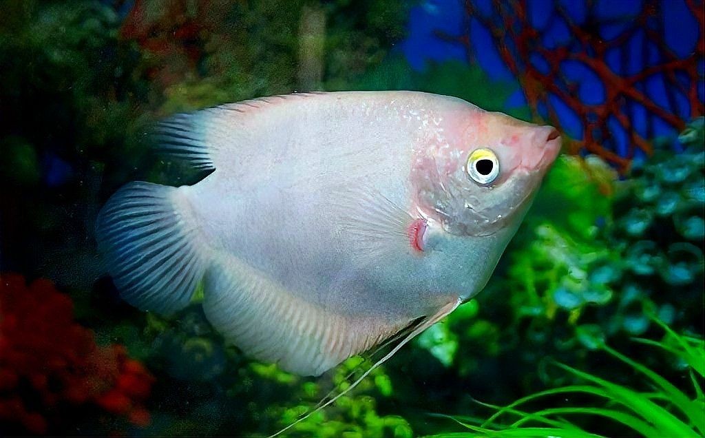 十大最旺財的魚，盤點十大招財旺運風水魚種，助你財源滾滾！